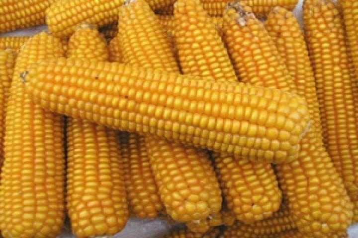 Украина сократила экспорт кукурузы
