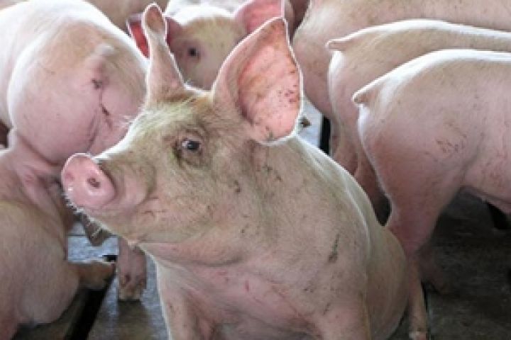 Поголовье свиней сокращается самыми быстрыми темпами