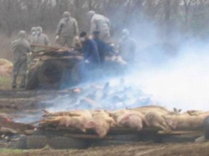 Уничтожение зараженных африканской чумой свиней