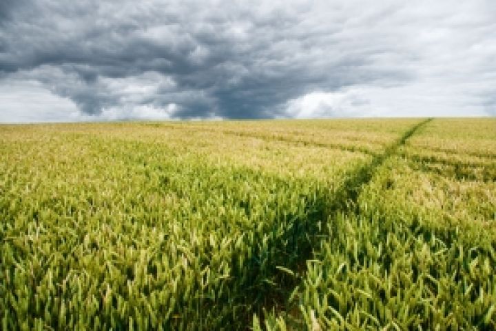 Фото кукурузы в поле