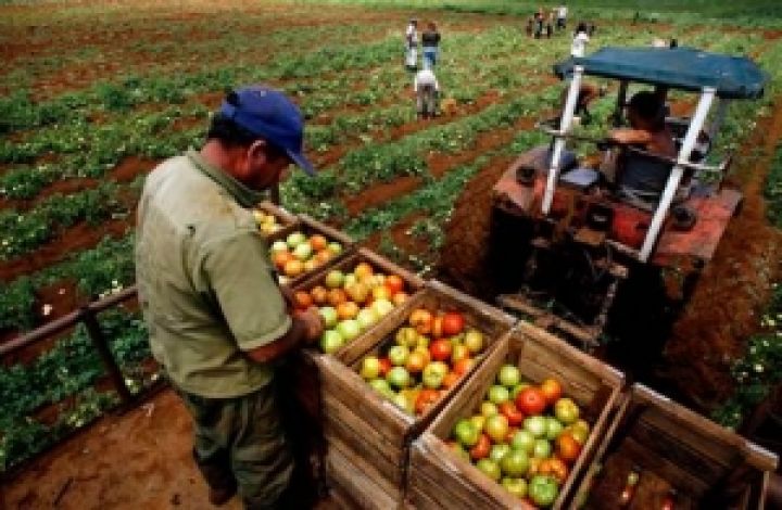 Кубинские фермеры