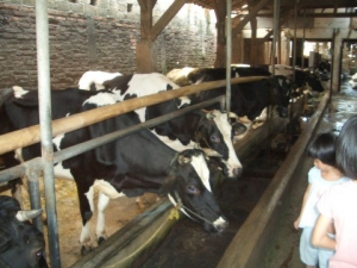 Молочная ферма