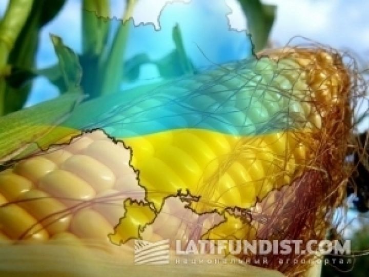 Украина должна экспортировать около 14 млн. тонн кукурузы — УЗА
