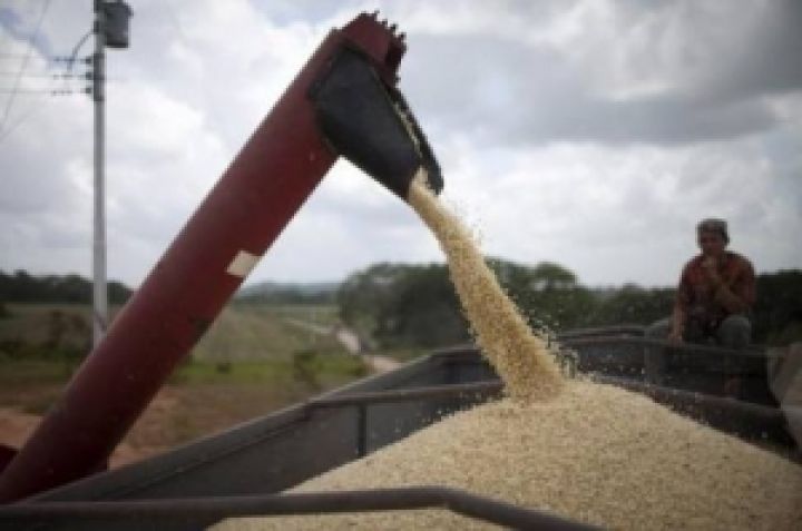 В Украине не экспортируется до 20% зерновых культур из-за нехватки экспортных мощностей
