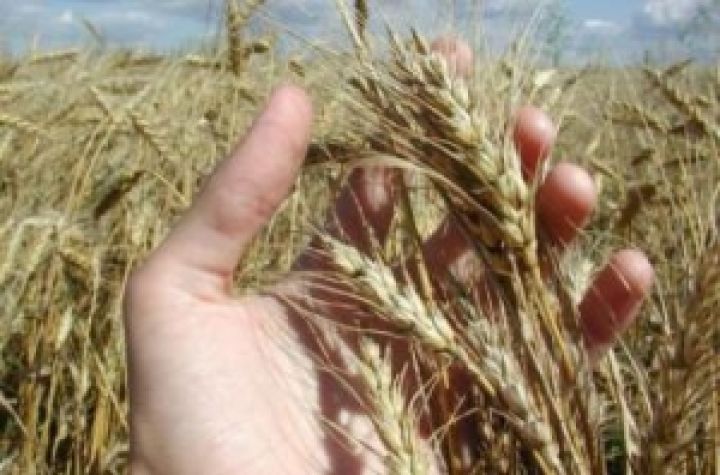 Средние закупочные цены на зерновые и масличные в Украине не изменились
