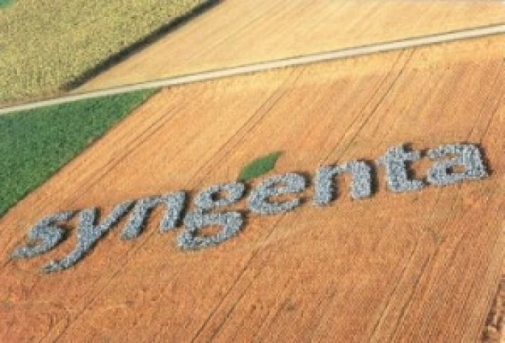 Syngenta увеличила продажи семян в Украине 