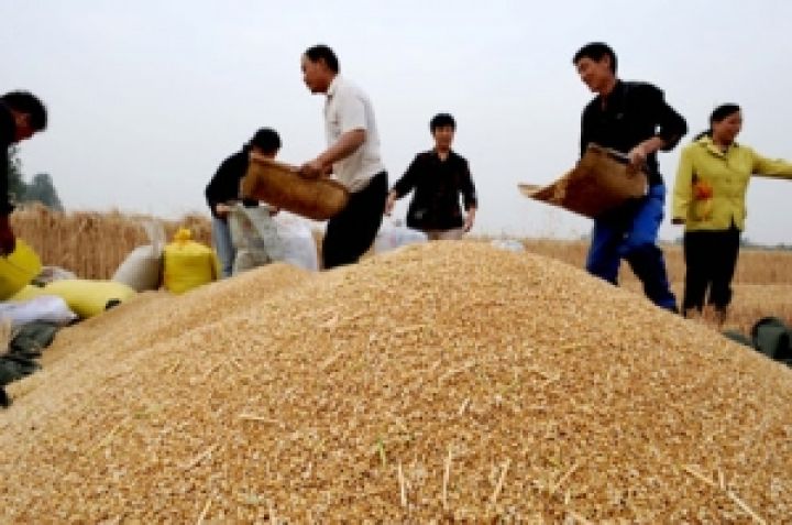 Китай ожидает рост производства зерновых 