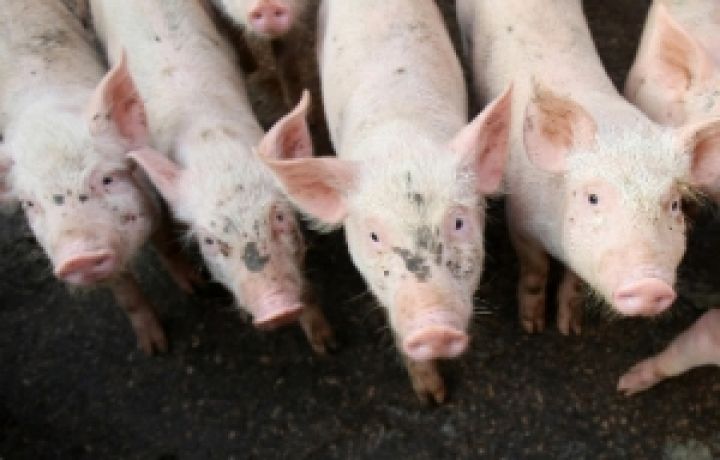 В Херсонской области выявлены зараженные туши свиней