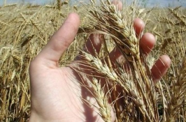 Повысится ли стоимость пшеницы в 2012 году?