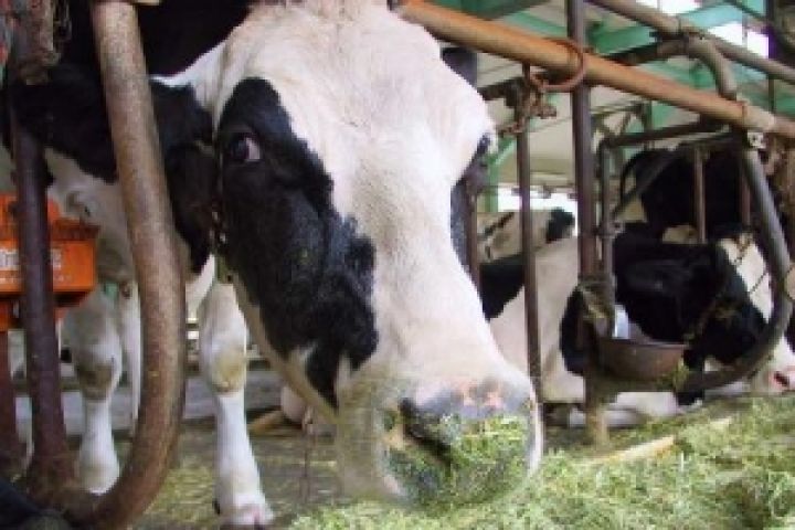 Запорожские хозяйства наращивают поголовье крупного рогатого скота
