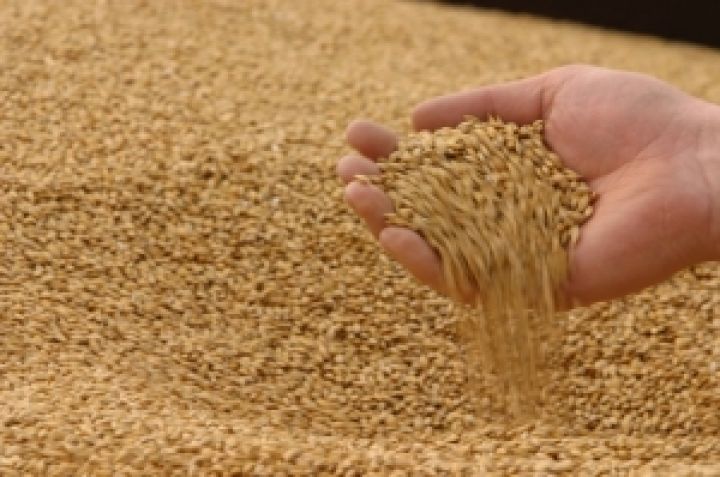 Украинский рынок зерновых: посевная в разгаре, цены снижаются