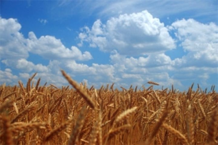 Фермеры активно распродают пшеницу, чтобы собрать деньги на посевную