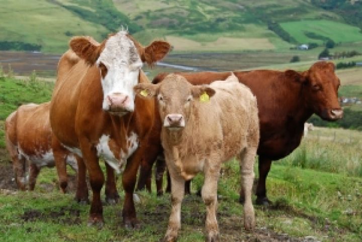 В Донецкой области заклеймят коров в частных хозяйствах