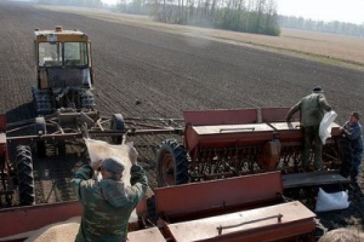 Украина засеяла ранними яровыми зерновыми 96% планируемых площадей