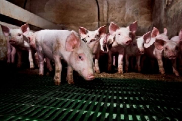 Мировое производство свинины продолжает расти