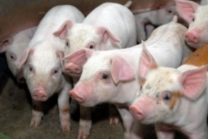 Глобино построит второй из пяти свинокомплексов до сентября