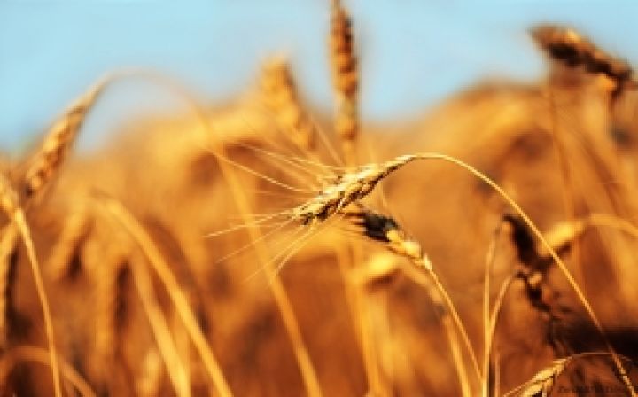 Переходящие остатки пшеницы в Украине составят 6-7 млн. ​​тонн