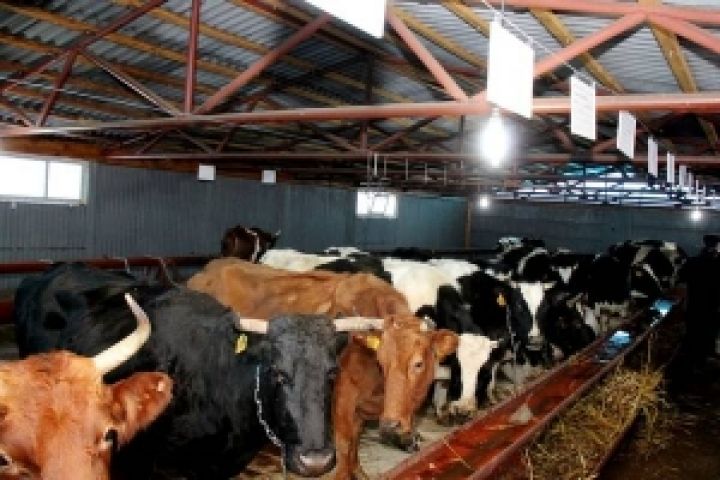 В Ивано-Франковской области откроют 63 фермы