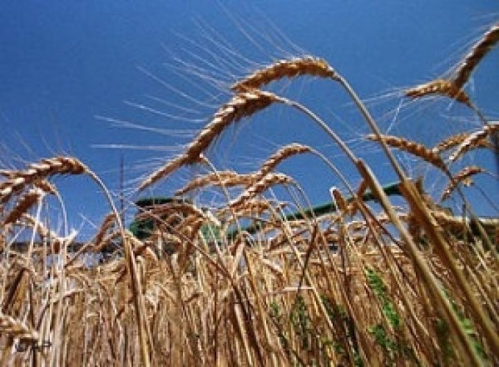 ООН прогнозирует сокращение производства пшеницы в Украине и Казахстане