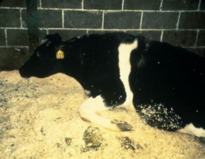 В США выявили случай коровьего бешенства
