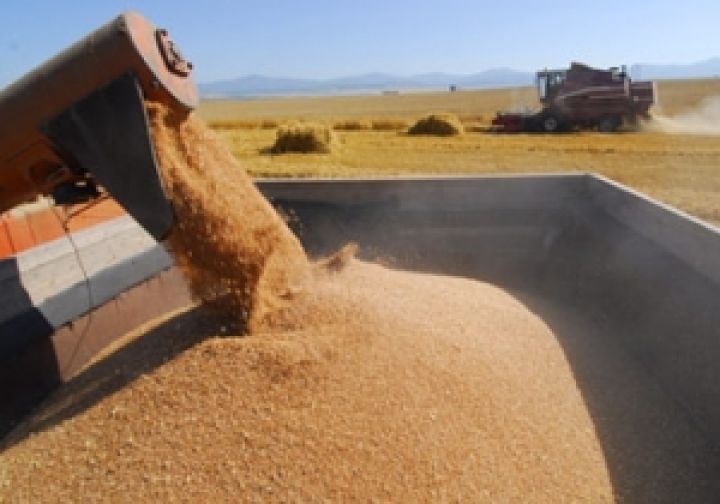 Урожай зерна-2012 в России может составить 94 млн. тонн