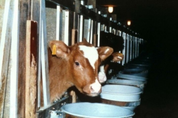 В Компартии предлагают стимулировать госзаказом производство молока