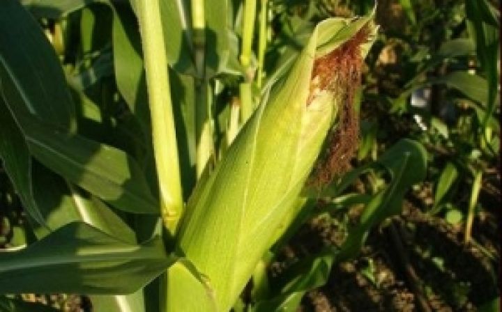 Мировое производство кукурузы вырастет