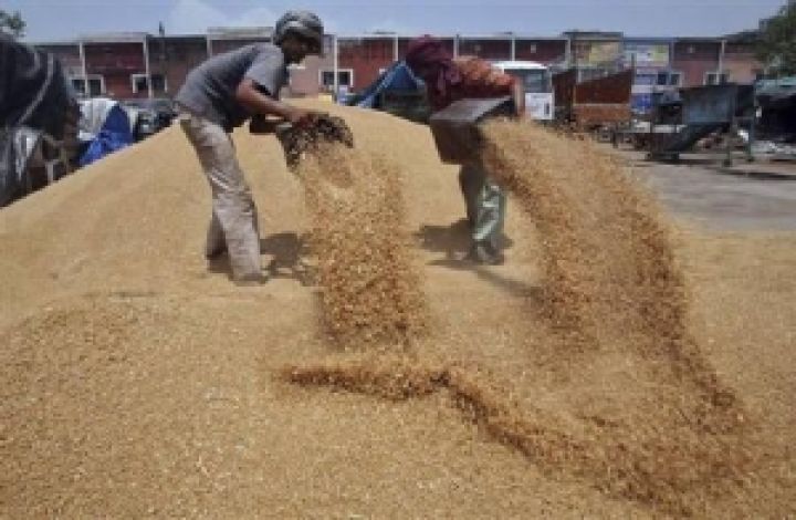 Бангладеш. Производство пшеницы увеличится на 15,6% 