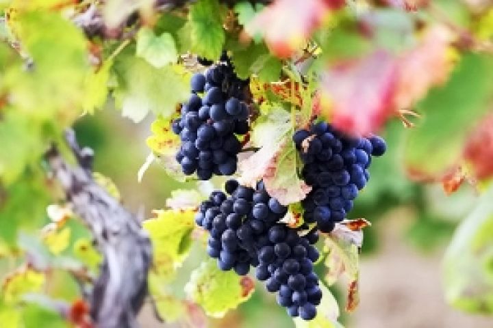 Виноградарство в Украине на пороге гибели