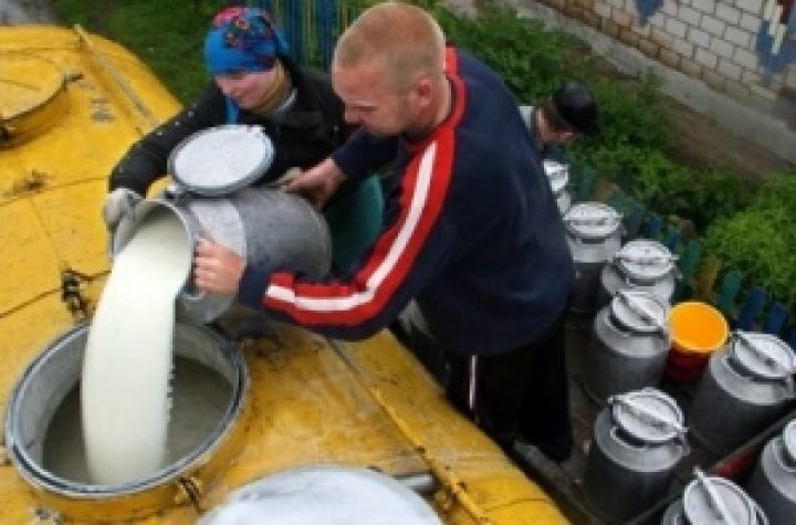 Латышские крестьяне готовы выливать молоко в канавы в знак протеста