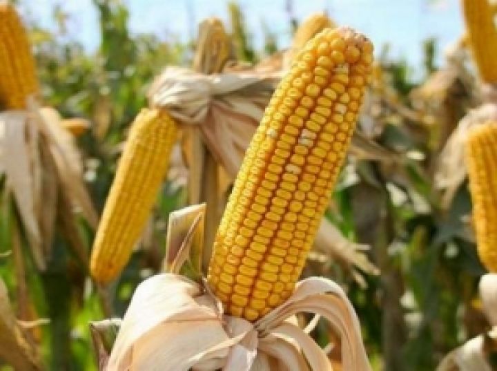 Кукуруза опять догоняет пшеницу в цене
