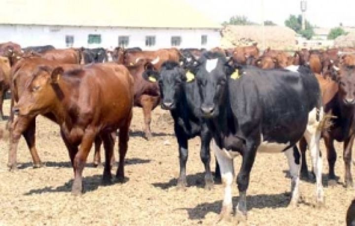 Украина берет курс на животноводство