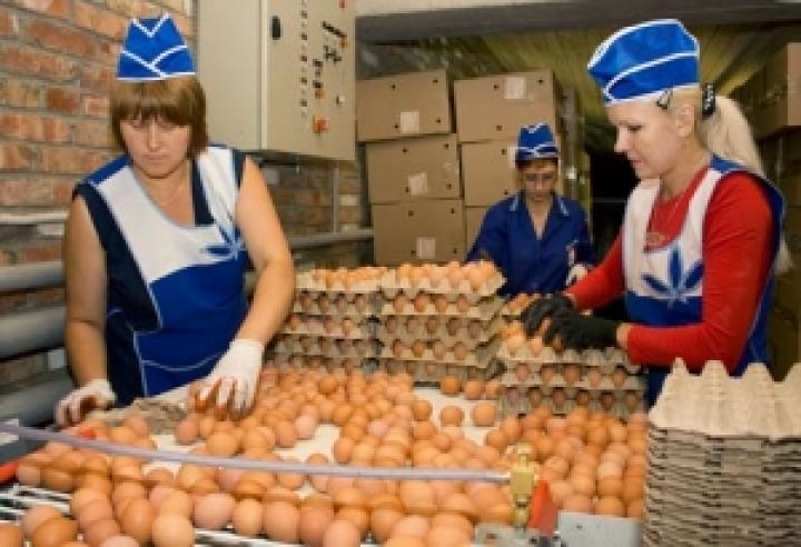 На украинском рынке куриных яиц произошел обвал цен