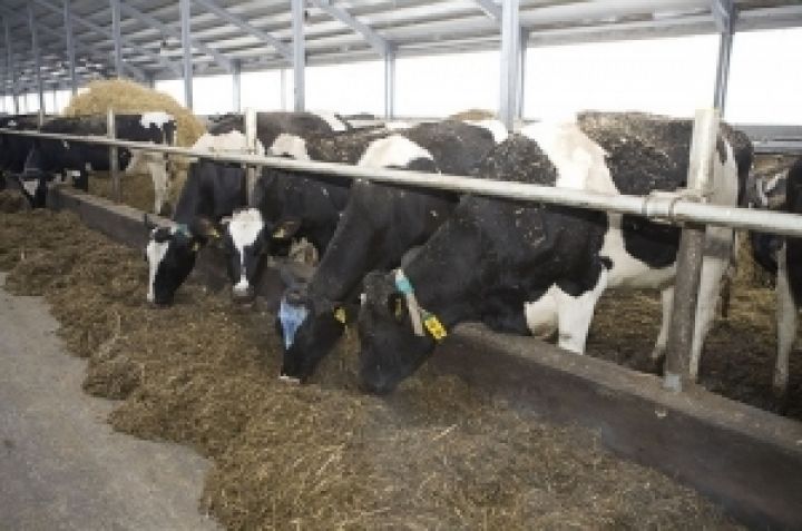 Харьковщина будет помогать сельхозпроизводителям в создании молочных кооперативов