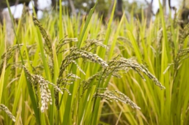 Бангладеш может пойти на экспорт риса