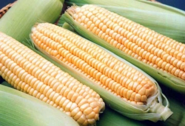 Мировое производство кукурузы вырастет до 932 млн. тонн