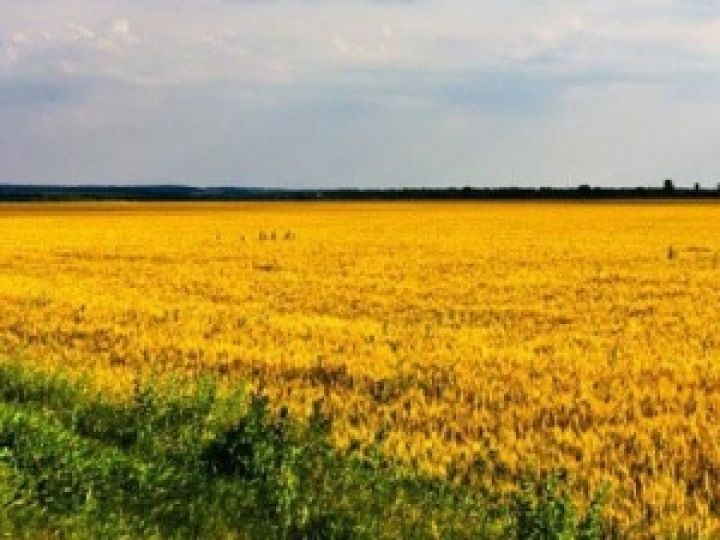 Минагропрод будет проводить мониторинг сельхозземель в Украине