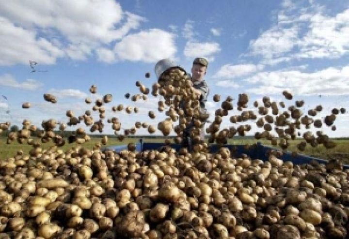 Во Львовской области задержали более 20 тонн зараженного картофеля