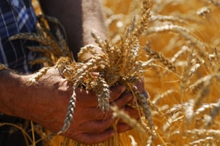 В Украине посеяно 8,08 млн. га яровых зерновых