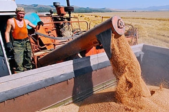 Сельхозорганизации Беларуси перевыполняют план по севу кукурузы на зерно
