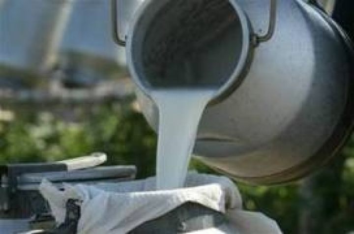 На фоне запрета украинских сыров — рекордный рост производства молока