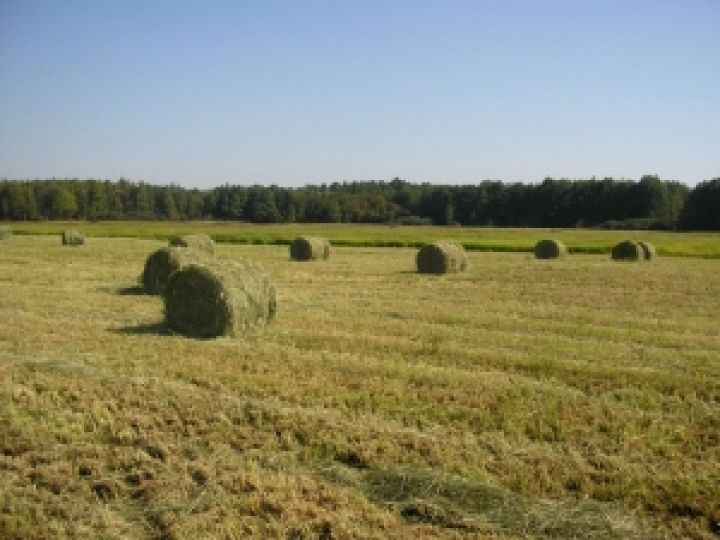 На Киевщине госсельхозинспекция осуществляет мониторинг чередования сельхозкультур в севооборотах