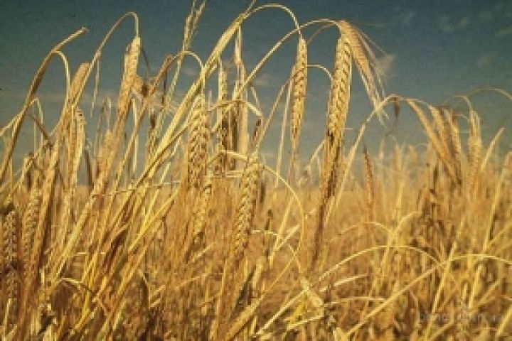 Урожай ячменя в Украине снизится на 1,6 млн. тонн