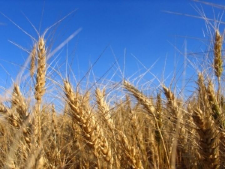 Алжир переключился на закупки пшеницы из США