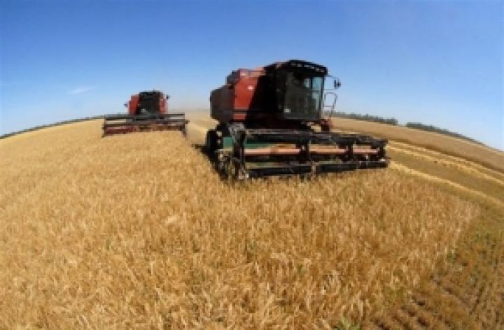 Украина теряет урожай зерна и рапса 