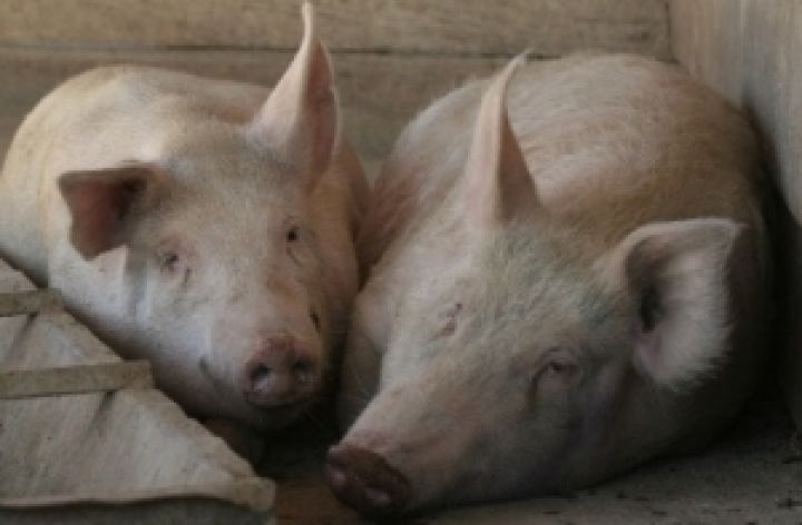 Поголовье свиней в Украине снова сократилось 