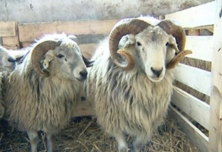На Херсонщине рассмотрят перспективные направления развития овцеводства
