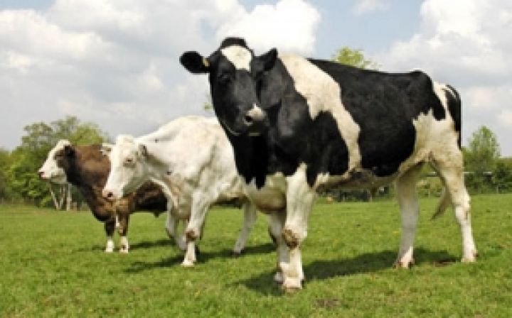В Украине сократилось производство мяса и увеличились надои молока 