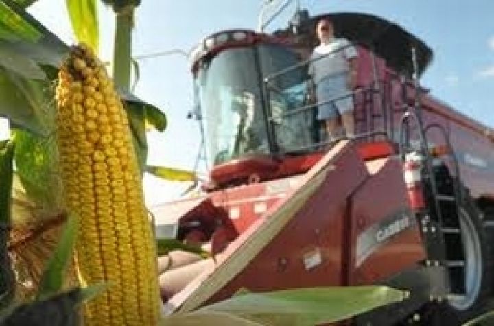 В текущем году на Харьковщине вдвое увеличены посевы кукурузы