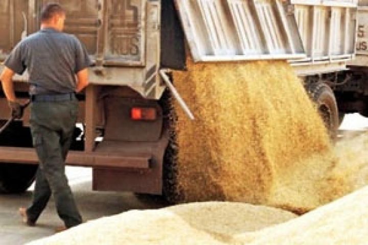 Вопреки ожиданиям аграриев, цены на зерно ушли вниз